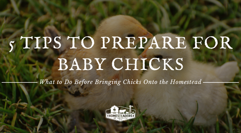 5 Methods to Put collectively for Youngster Chicks