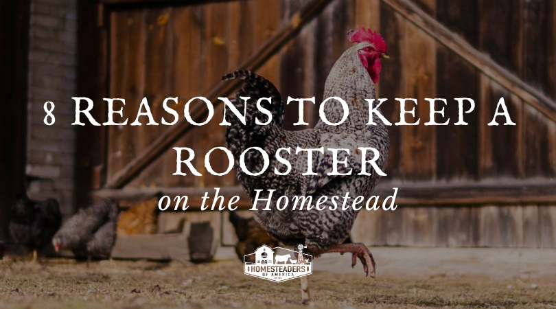 8 Causes to Maintain a Rooster on the Homestead