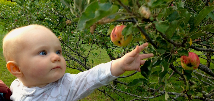 This Month On The Homestead: Early Apples and Late Summer season