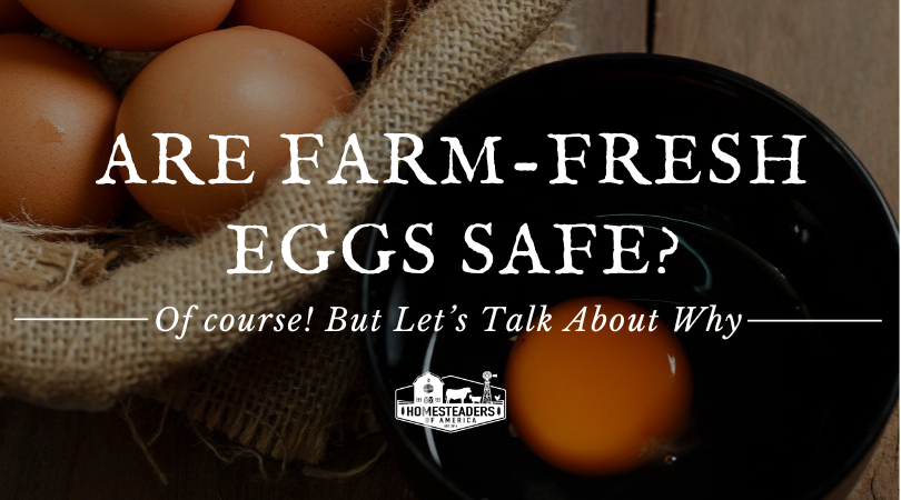 Are Farm-Up to date Eggs Safe for Consumption?