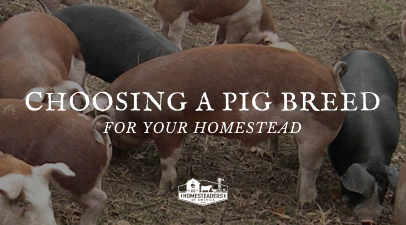 Deciding on a Pig Breed on the Homestead