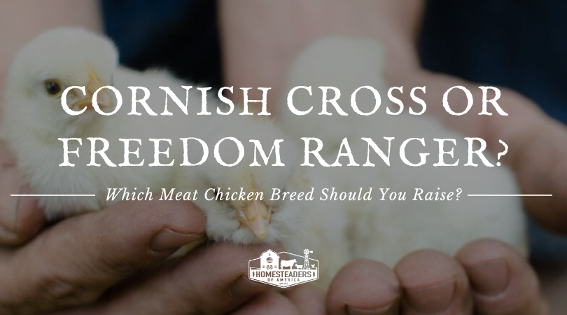 Cornish Cross or Freedom Ranger? Which Meat Hen Breed Should You Improve?