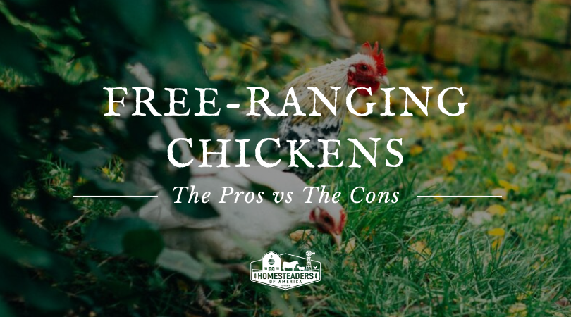 Free-Ranging Chickens- The Execs vs The Cons