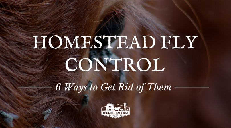 Homestead Fly Administration: 6 Strategies to Get Rid of Flies