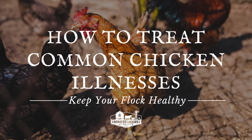 How To Take care of Frequent Rooster Ailments