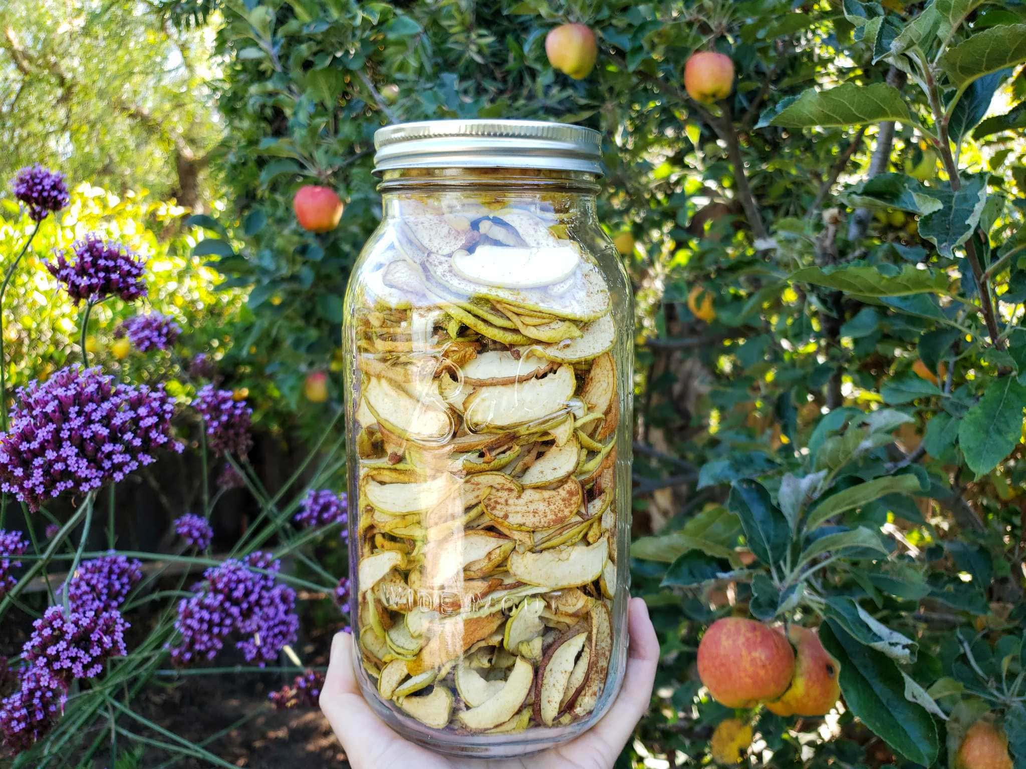 Learn the way to Make Apple Chips in a Dehydrator, Oven or Air Fryer ~ Homestead and Chill