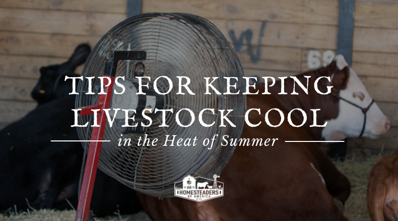 Solutions for Holding Livestock Cool inside the Summer season Heat