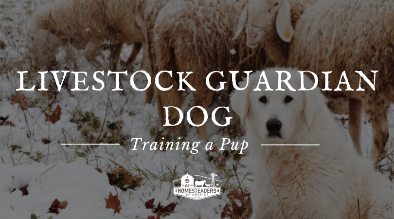 Livestock Guardian Canine | Teaching a Pup