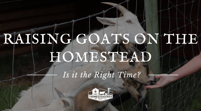 Elevating Goats on the Homestead | Is it the Correct Time?