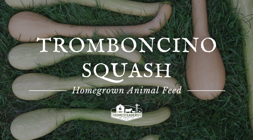 Tromboncino: Homegrown Animal Feed – Homesteaders of America