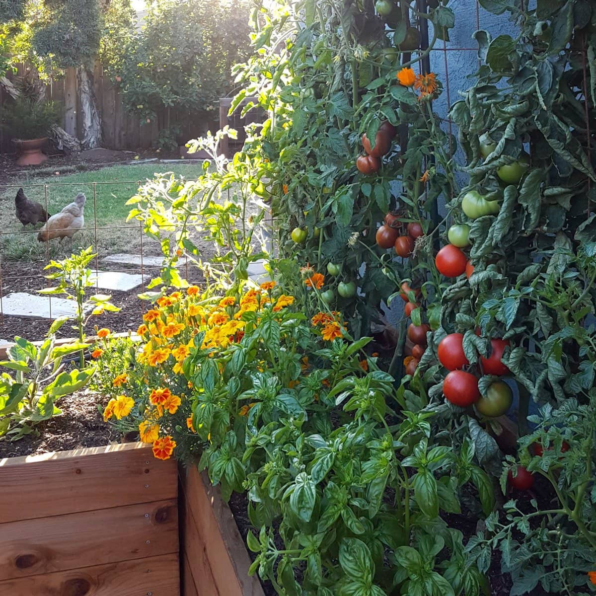 The Best Tomato Companion Vegetation for the Yard ~ Homestead and Chill