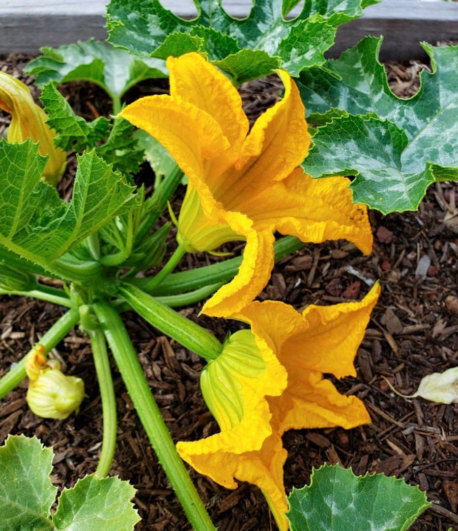 Learn to Hand Pollinate Zucchini and Squash to Forestall End Rot, Improve Yields ~ Homestead and Chill