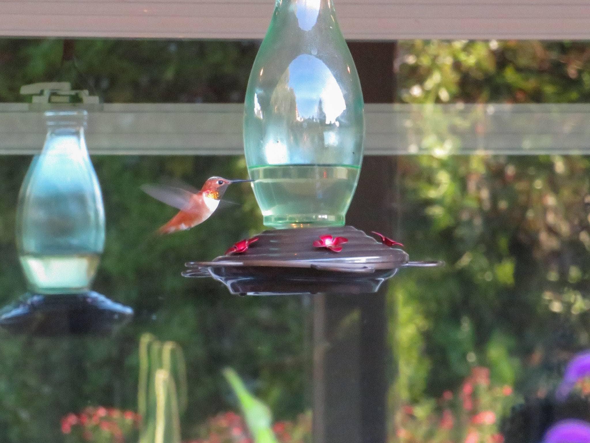 The best way to Make Hummingbird Meals (Nectar) Recipe ~ Homestead and Chill