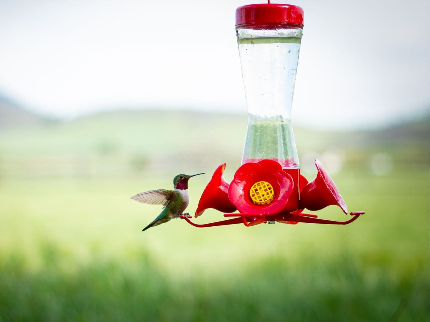 Recommendations on how you can Clear A Hummingbird Feeder + Repairs Options ~ Homestead and Chill