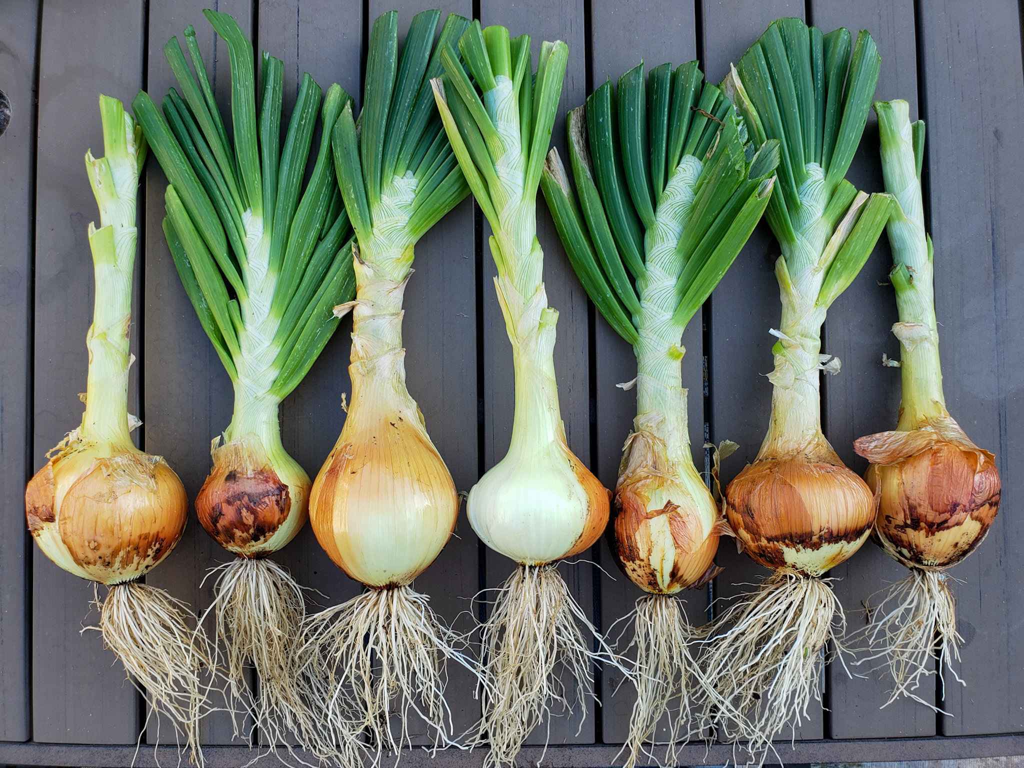 The best technique to Plant and Develop Onions From Seed, Items, or Seedlings ~ Homestead and Chill