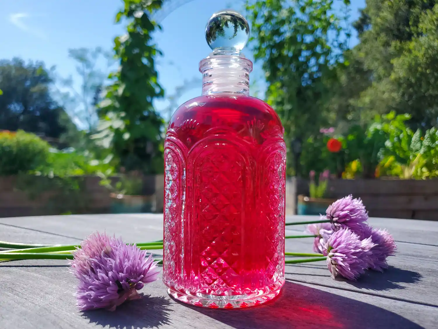 Learn how to Make Chive Blossom Vinegar + 8 Strategies to Use it ~ Homestead and Chill