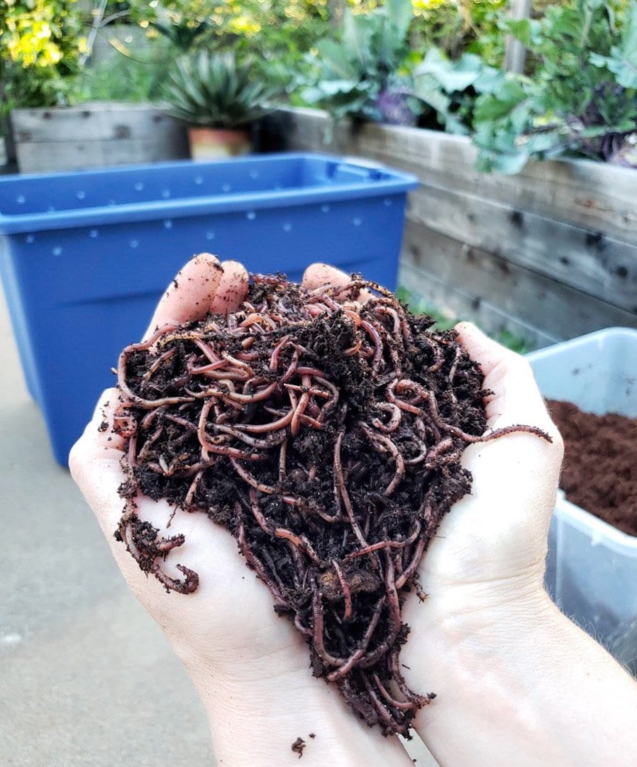 How one can Make a Simple Worm Compost Bin ~ Homestead and Chill