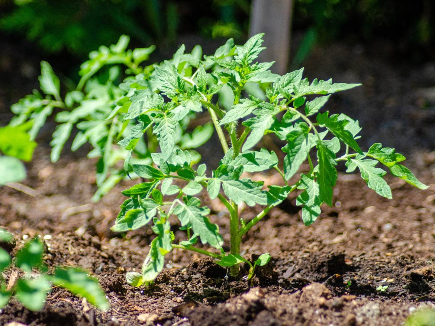 When, How Deep, Fertilizer, Pots & Additional ~ Homestead and Chill