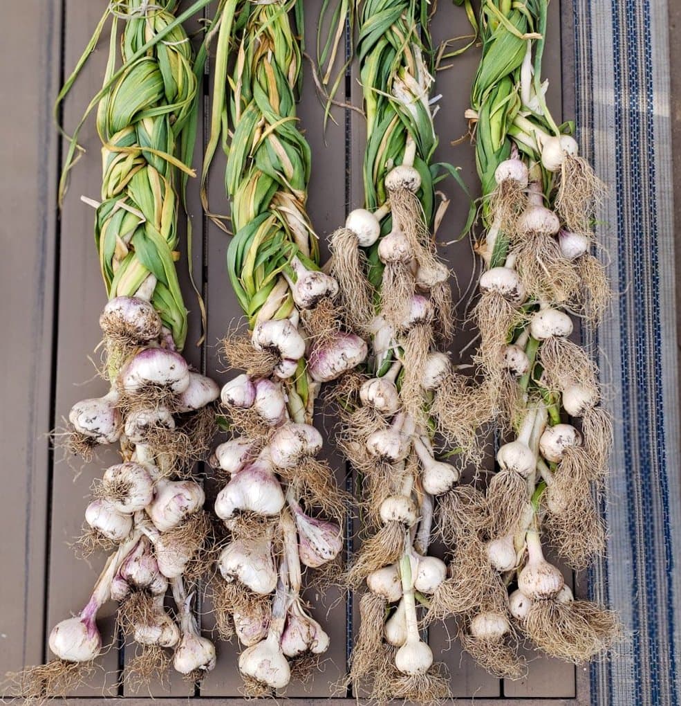 When to Harvest Garlic, Plus Curing and Storage Concepts ~ Homestead and Chill