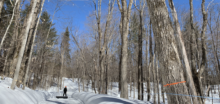 This Month On The Homestead: Maple Timber, Maple Sap, Maple…