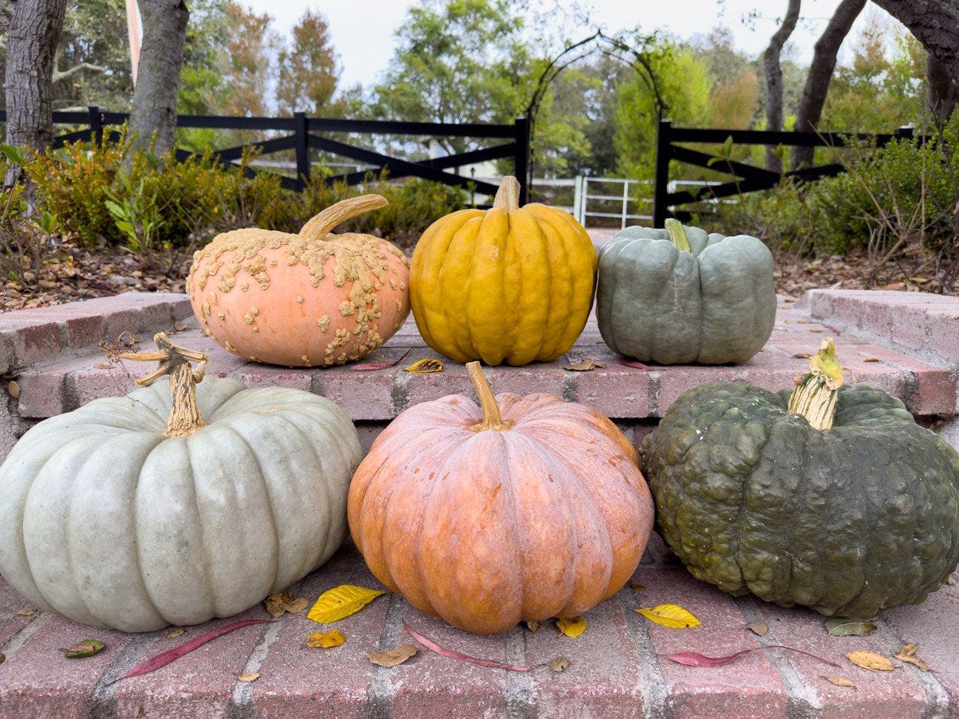 9 Sustainable Strategies to Use or Dispose Of Pumpkins After Halloween ~ Homestead and Chill