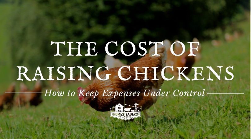 The best way to Administration the Worth of Elevating Chickens