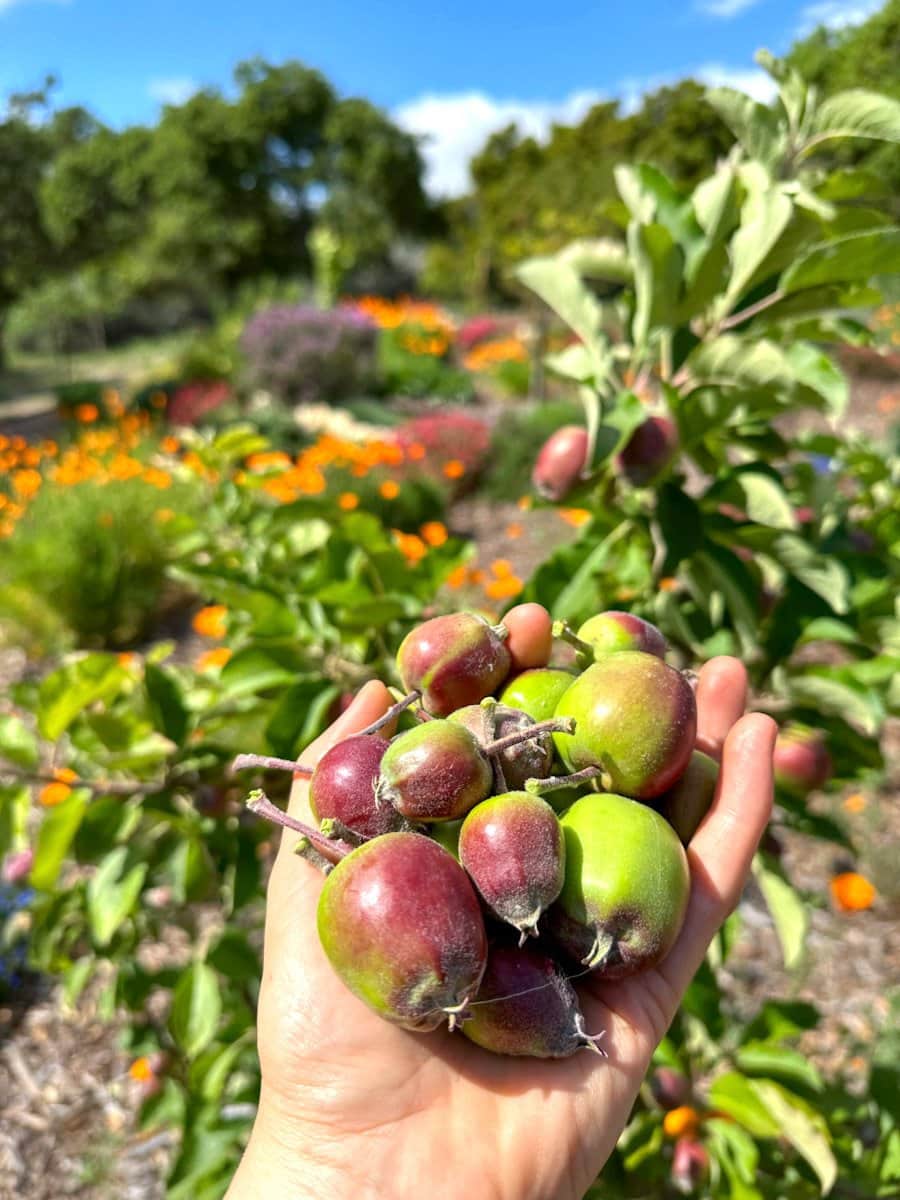 Apples, Peaches, Plums and Additional ~ Homestead and Chill